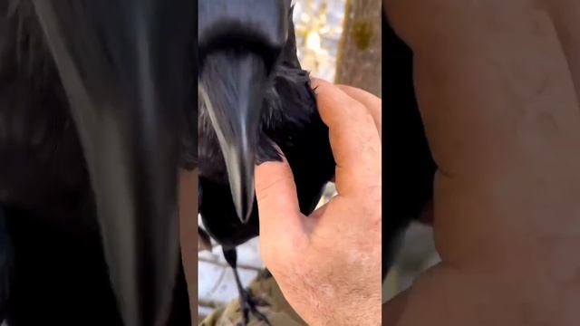 Вороны тоже бывают ласковыми, и вот какие звуки они издают, когда им комфортно