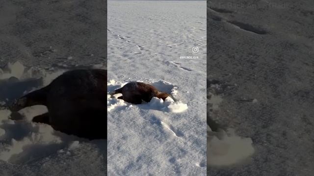 Собакен с удовольствием барахтается в снегу 🌨️