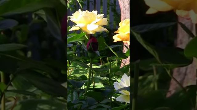 Жёлтые розы. Дмитрий Шлапак