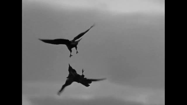 ВИА «Виктория ТРИ» - Вороны