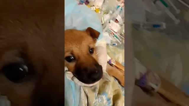 Щенкам очень повезло с куратором