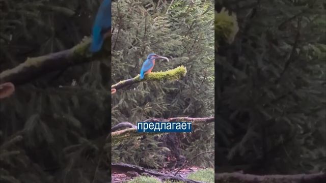 Зимородки ведут себя точно как люди