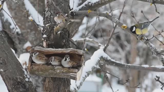 Зимние зарисовки