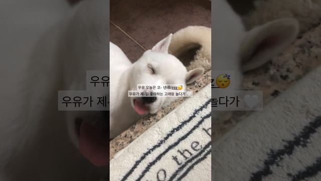 우유는 이 자리를 제일 좋아해