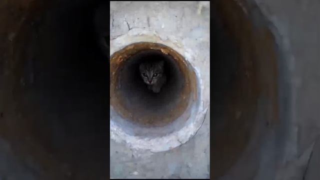 жуля