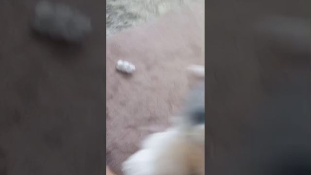 Как ухаживать за своим питомцем