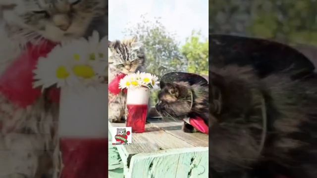 Чернуха всегда влюблённый в Пушинку 🌞🌈👑😽🌹💓😻