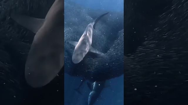 Подводный мир