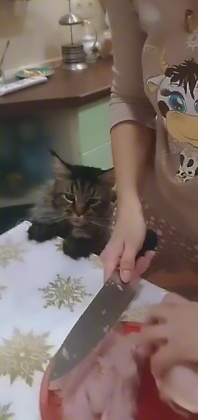 Смешной кот 😻