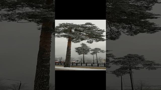 Заснеженная сосна.