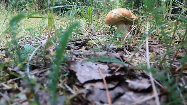 Вот это грибалка! Как в сказку попала