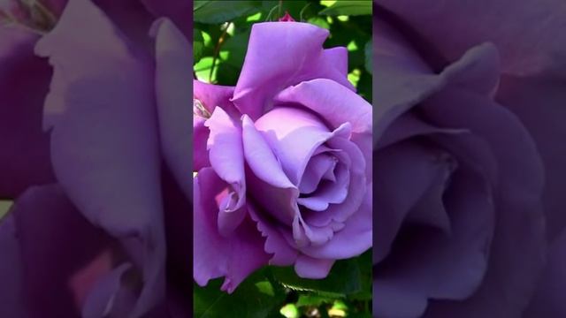 Сиреневые розы. Дмитрий Шлапак