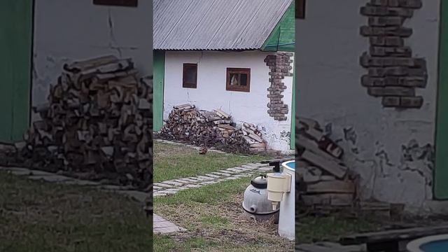 Утка