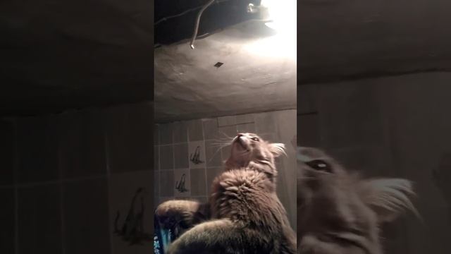 Кот-электрик!) p.s.провод обесточен))