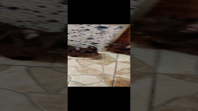 Новогодние малыши.mp4