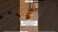 помощь приюту