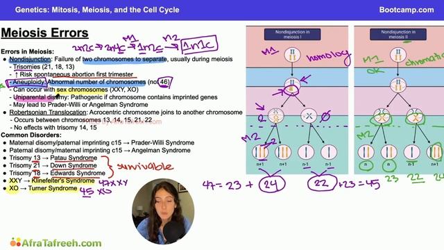 Mitosis, Meiosis, and the Cell Cycle-3. Meiosis Errors atf