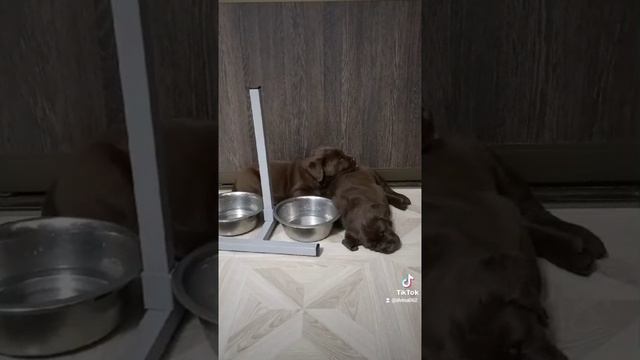 Лиса и Луна две сестрёнки.