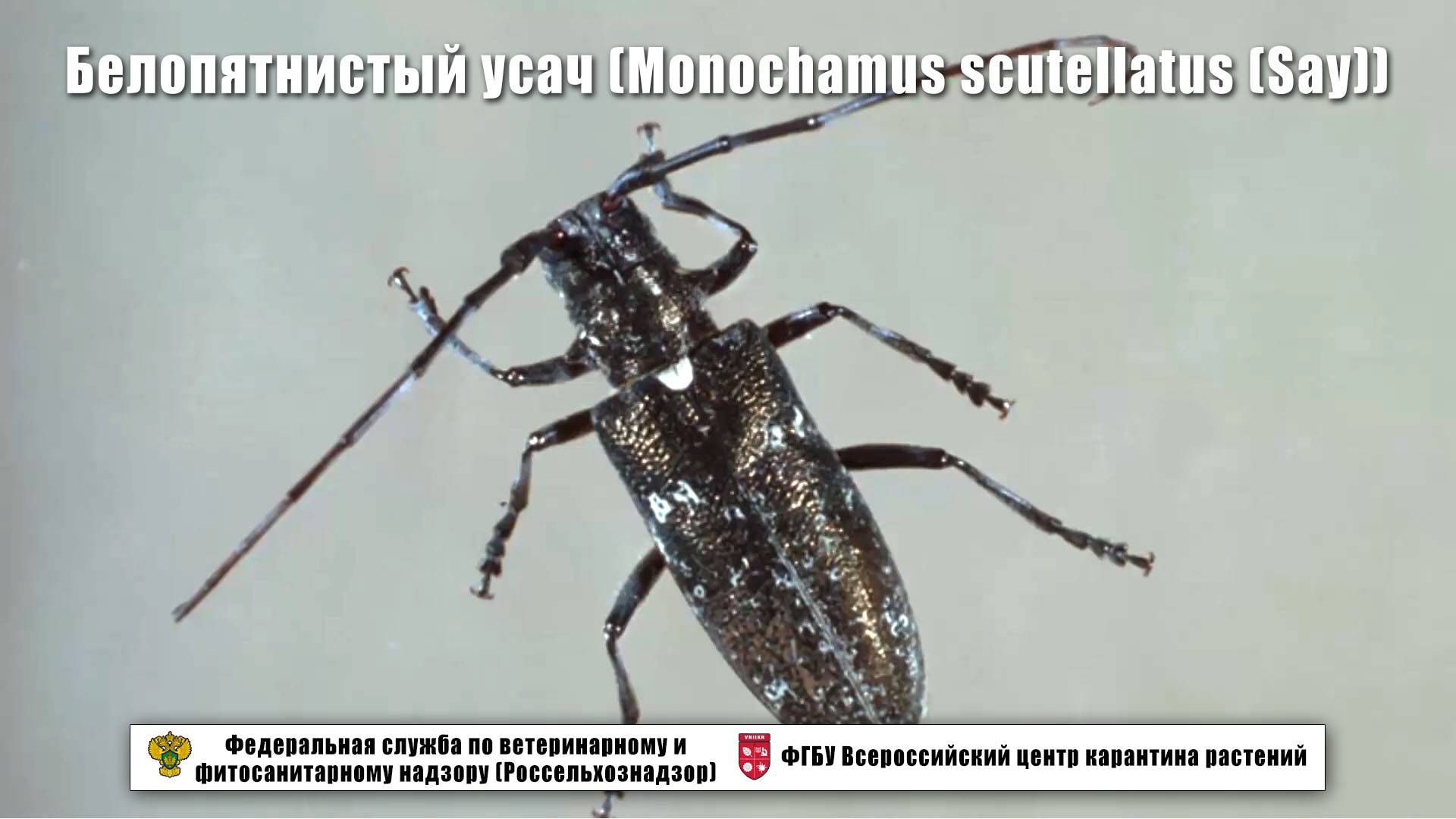 Белопятнистый усач (Monochamus scutellatus (Say))