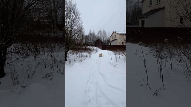 Участок 33,5 сотки в деревне Нововоскресенское, Александровский район. Газ, свет, церковь!