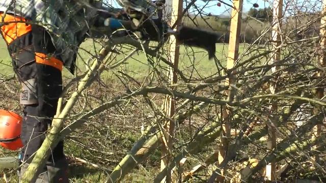 укладка живой изгороди в стиле Стаффорд Stafford style hedge laying