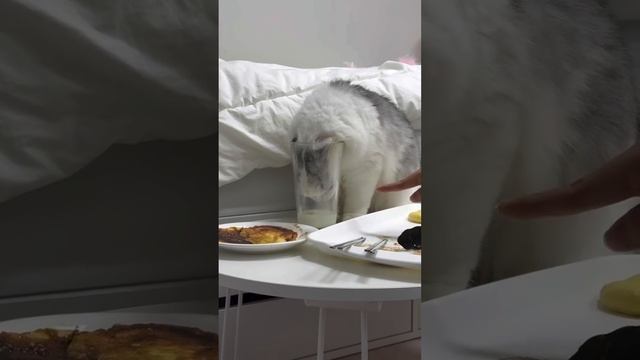 Подборка котиков 🐈