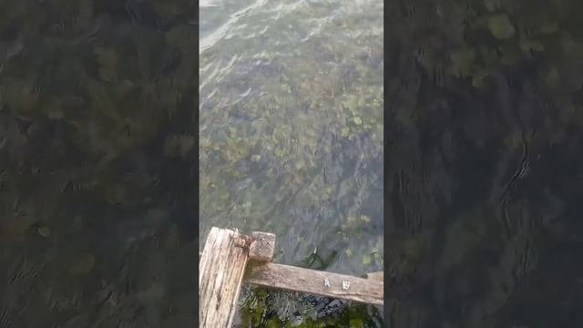 scene_output.mp4