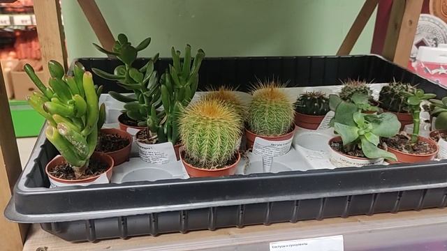Кактусы и суккуленты