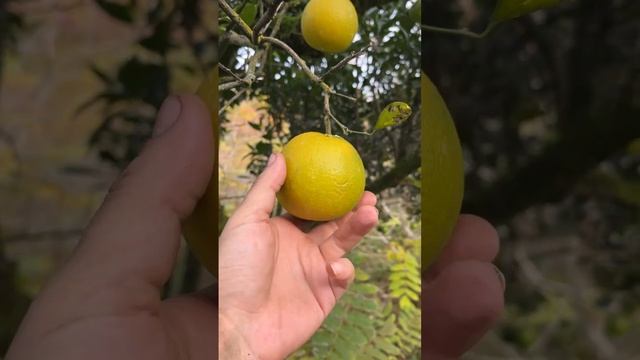 Ноябрь 2024 г кобулетские апельсины Аджария Грузия
