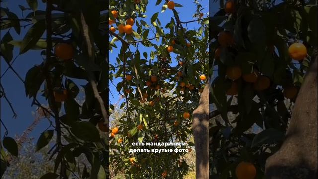Зачем лететь в Сочи зимой ❓