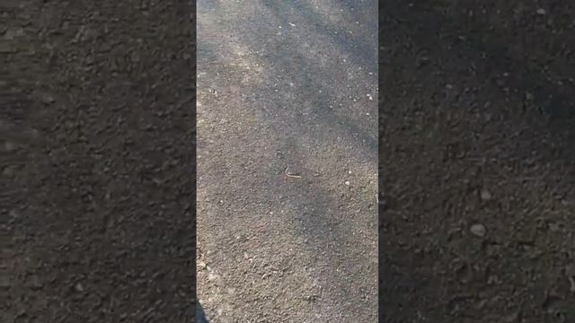 Червячный апокалипсис.