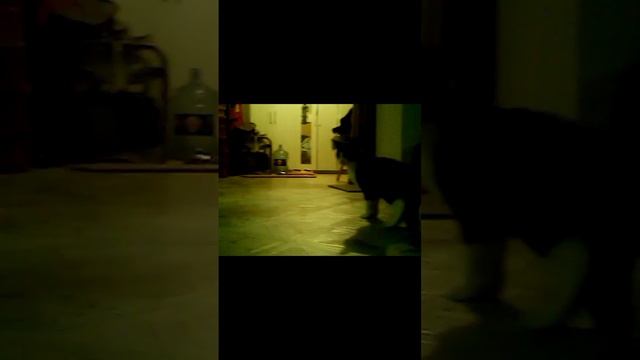 Смешная реакция кошки на квадрокоптер