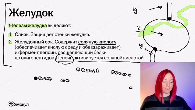 Пищеварительная система: вся тема для ЕГЭ