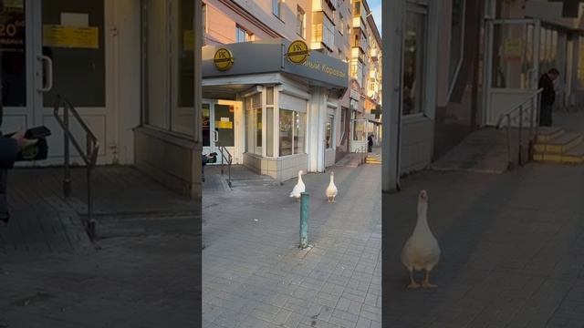 🪿Гуси-путешественники в Челябинске🦆