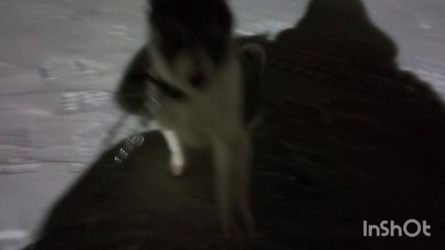 Приобрел щенка в Удмуртии!!!