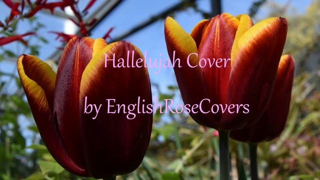 Hallelujah Vocal Cover- EnglishRoseCovers