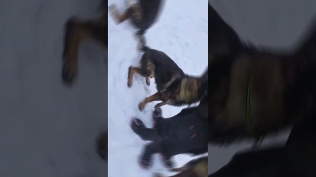 Собака Немецкая овчарка #собака #собаки