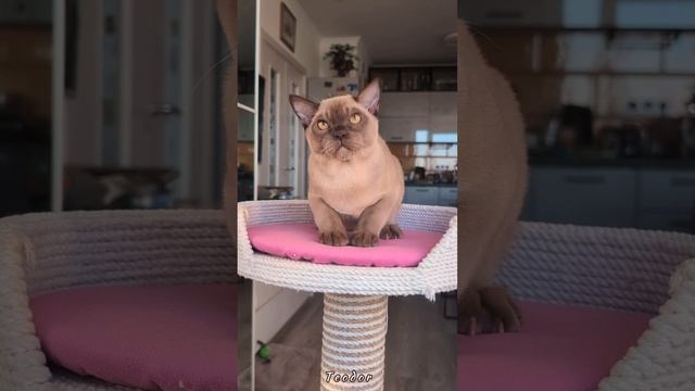 Шоколадный бурманский котенок Teodor  Freya Way. Помет «Т7»