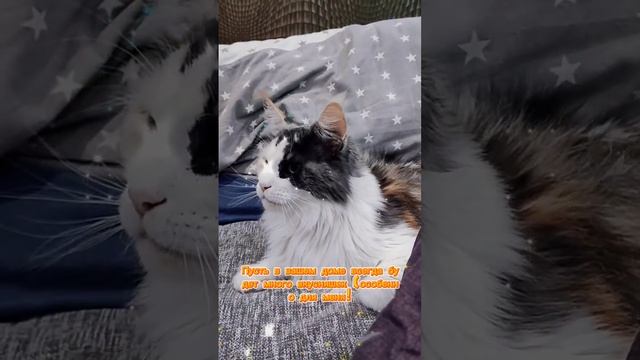 С наступающим Новым годом! #мейкун #cat #мейнкун #котик #кот #юмор #мяу