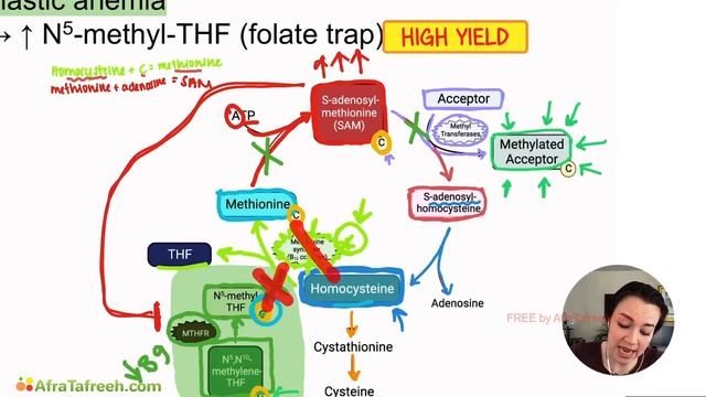 Activated Methyl Group Cycle Clinical Implications atf