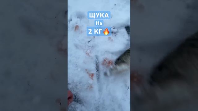 Хорошая щука на ЖЕРЛИЦЫ #рыбалка #fishing #жерлицы #щука