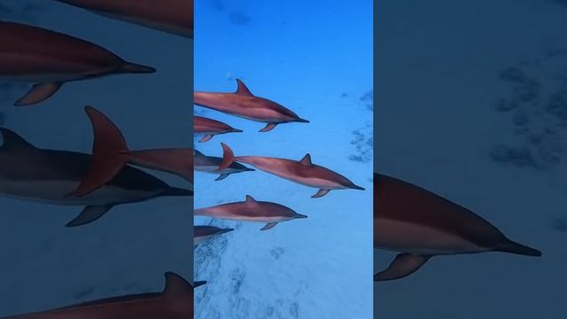 Вокруг только гармония и красота и больше ничего