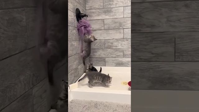 Котята борются с фиолетовым чудовищем 👹