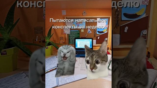 А какой кот на этой сессии ты?