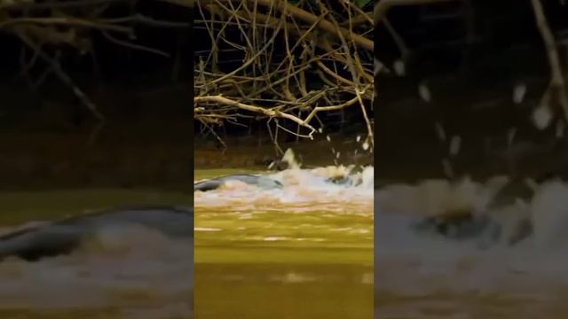 Ягуар и его опасная добыча