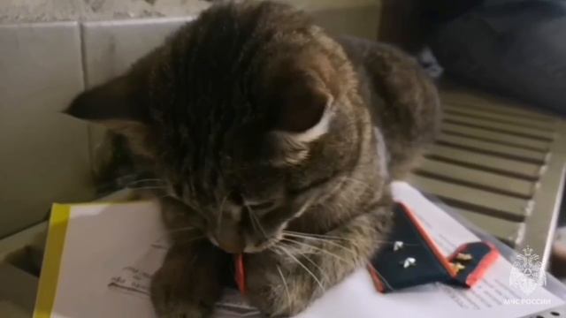 🐈Кот-спасатель Толик получил первое специальное звание в День спасателя🐈