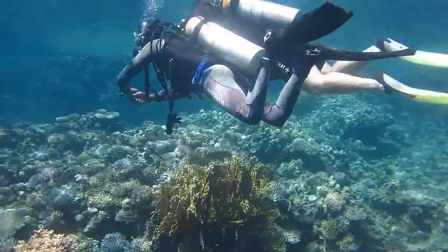 Дайвинг в Sharm El Sheikh прогулка на яхте, приплыли дельфины