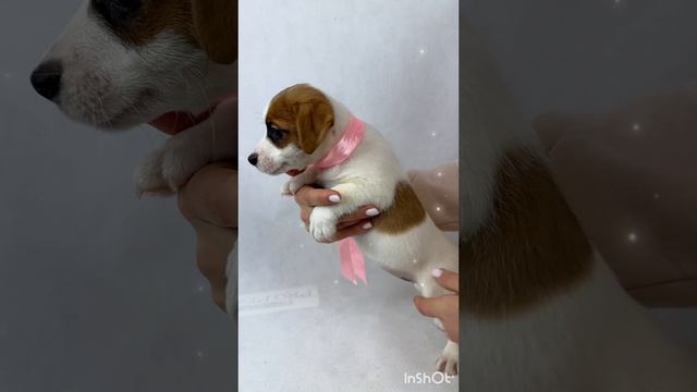 Сладкие девочки Джек Рассел