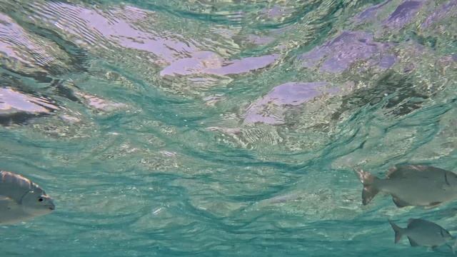 fish