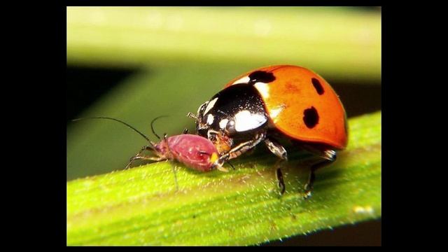 Валентин Павлович Семьянов